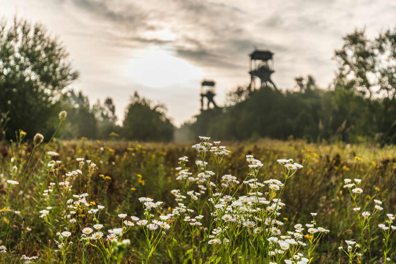 Sustainability as a core value in Maasmechelen