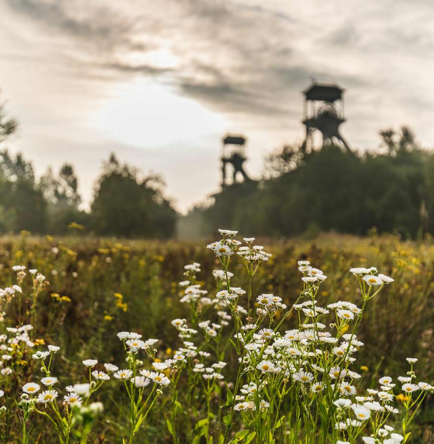 Sustainability as a core value in Maasmechelen